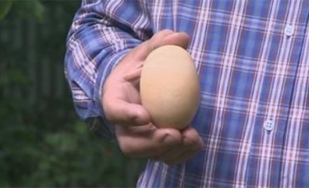 Щастлива кокошка от Дреново снесе 185-грамово яйце
