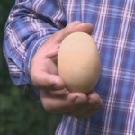 Щастлива кокошка от Дреново снесе 185-грамово яйце