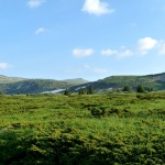 „Торфено бранище“ пази историята на растителността на Витоша