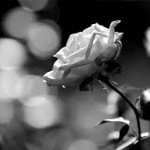 Предстоящи събития в страната