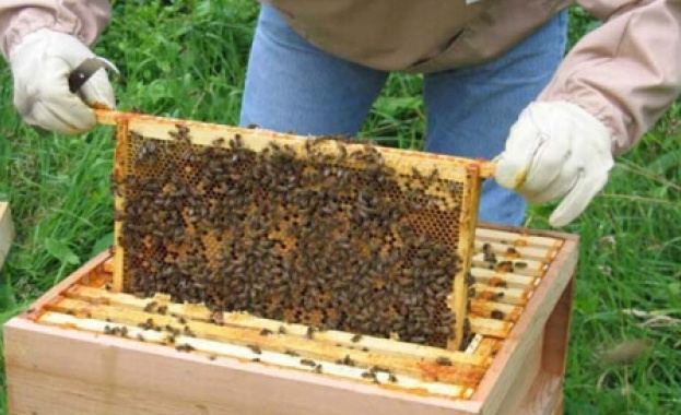 Пчелите могат да помогнат при създаването на нов антибиотик