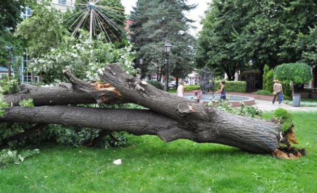 Огромна липа рухна до детска площадка в центъра на Хасково 