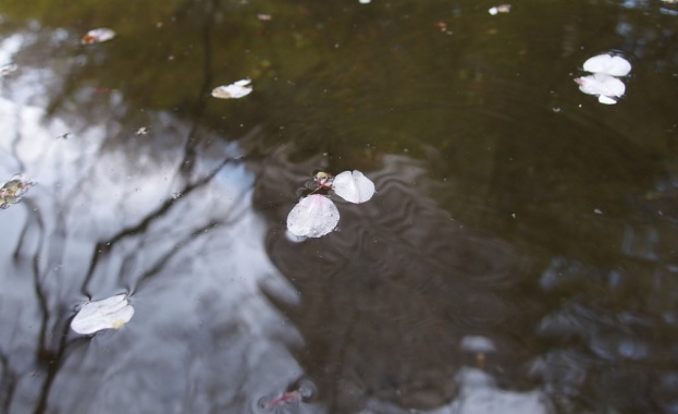 Палма срещу вишна. Помните ли логиката, хармонията, балансите?