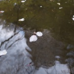 Палма срещу вишна. Помните ли логиката, хармонията, балансите?