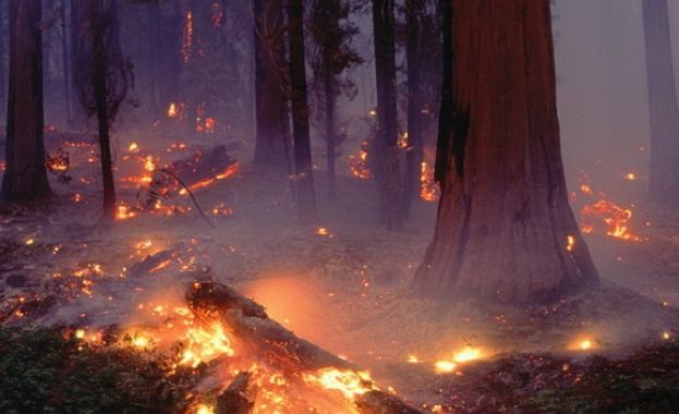 Нови горски пожари на територията на страната