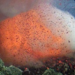 Изригна вулкан в Индонезия. Хиляди туристи и пътници бяха блокирани заради затвореното летище