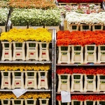 Русия забрани вноса на цветя от Холандия