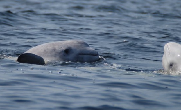 Руски учени ще вземат биопсия от китове на Камчатка