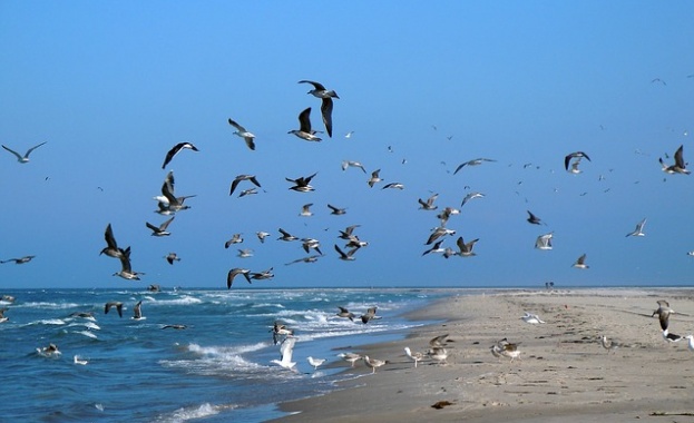 Смели чайки нападат туристи по морето