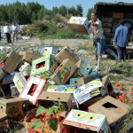 В Русия започнаха да унищожават санкционните продукти