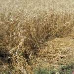 Предстоящи събития в страната 