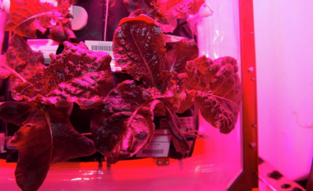 Екипажът на МКС ще опита днес първата реколта на „космическото“ зеле