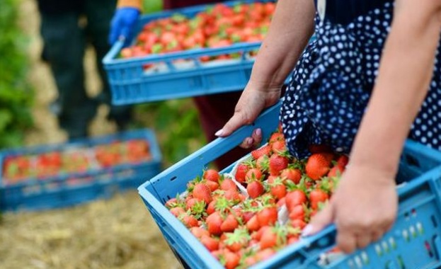 Социални помощи - и за сезонните работници