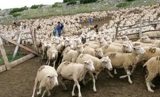 Засилват мерките срещу разпространението на бруцелоза в Русенско 