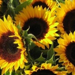 Над 19 100 000 лв. ще бъдат предоставени на земеделските производители за отглеждане на слънчоглед