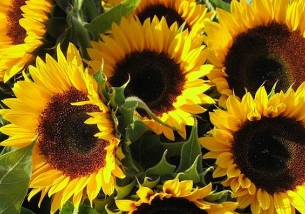 Откриха опасни вещества в тоновете слънчоглед, пристигнали с кораби от Аржентина