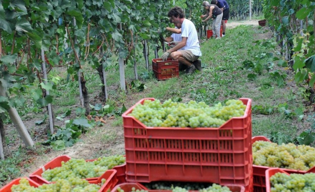 НЛВК очаква двойно по-голяма гроздова реколта