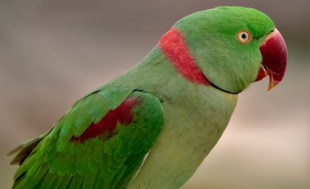 Арестуваха папагал за обида на възрастна жена 