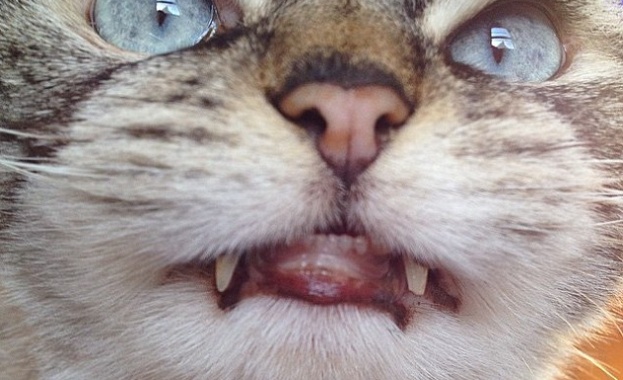 Котка-вампир стана хит в Instagram /снимки/ 