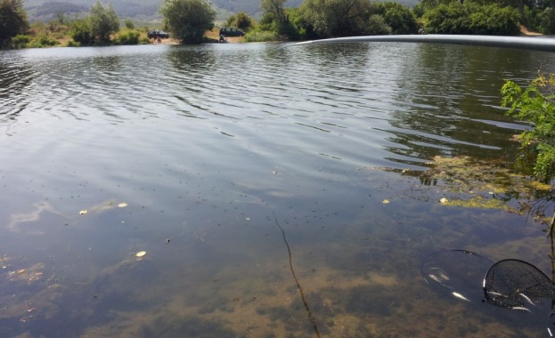 Мъртва риба изплува от Тунджа заради понижено съдържание на кислород в реката