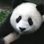 Пандите в зоопарка в Москва слушат гласа на Путин 