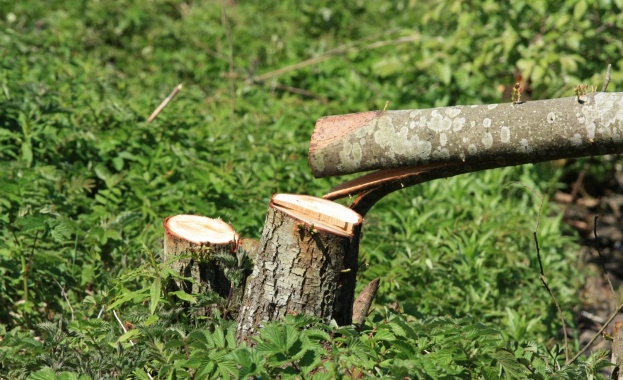 Над 500 букови дървета са незаконно отсечени край Пирдоп