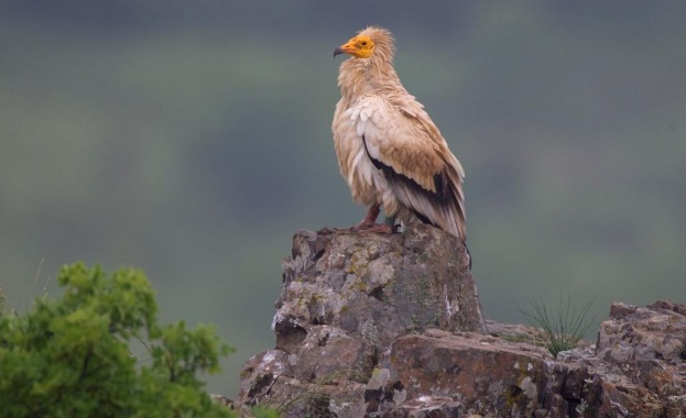 Лешоядите са в списъка на най-бързо изчезващите птици на планетата