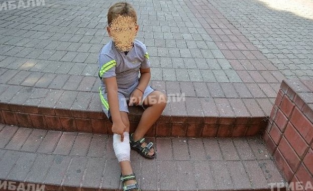 Помияри нахапаха дете в центъра на Враца