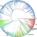 Животът е като кутия бонбони...