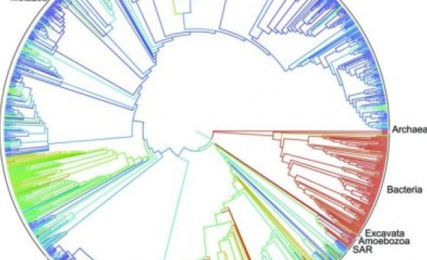 Уникално по мащаб Дърво на живота създадоха биолози