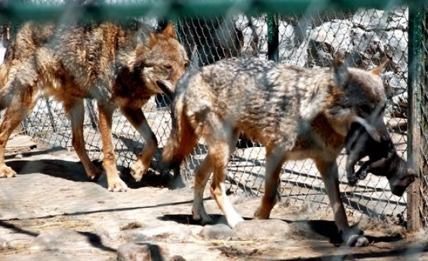 В 16 часа отново започва издирването на вълчицата Лупи