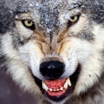 Вълчица на свобода - страшно или смешно?