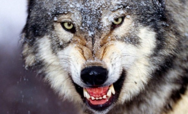 Вълчица на свобода - страшно или смешно?