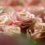 Рождениците днес