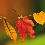 Предстоящи събития в страната за 2 ноември