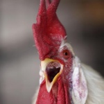 Читатели искат свобода за отглеждане и консумация на месо от клонирани животни 