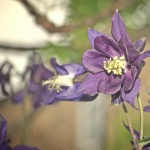 Рождениците днес