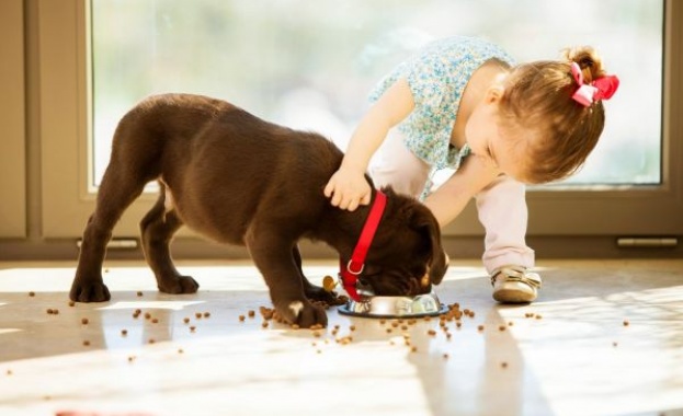 8 начина да подготвите кучето си за вашето бебе