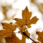 Предстоящи събития в страната 