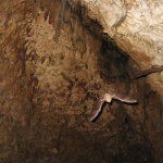 Следят прилепите със сензори на Шуменското плато