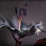 Честит празник на...