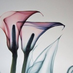 Честит рожден ден на...