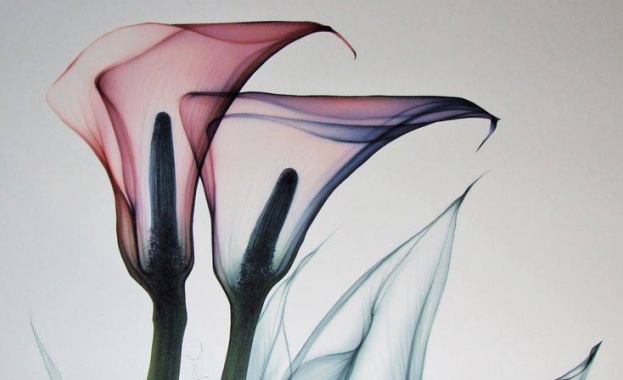 Рождениците днес 