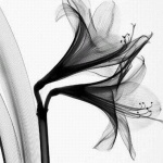 Честит празник на...