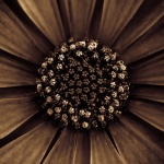 Рождениците днес 