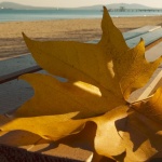 Къде какво в страната на 23 септември