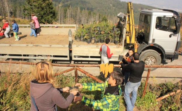В района на „Витошко лале” са унищожени над 20 дка млади дръвчета