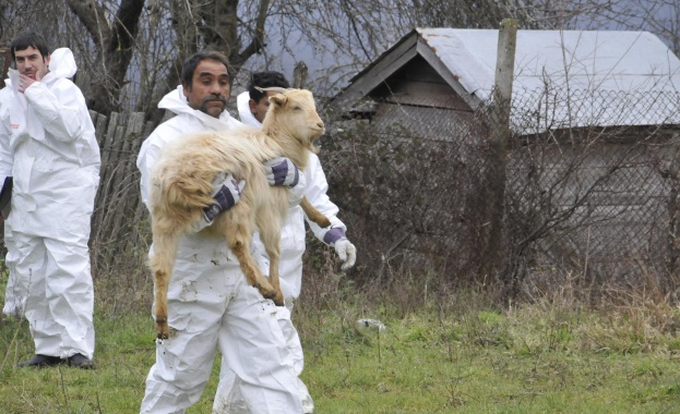 БАБХ в Кюстендил ограничи придвижването на голямо стадо в село Падала