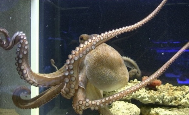 Убиха животни в Природонаучния музей в Пловдив