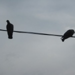 Предстоящи събития 